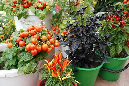 mini-garden4